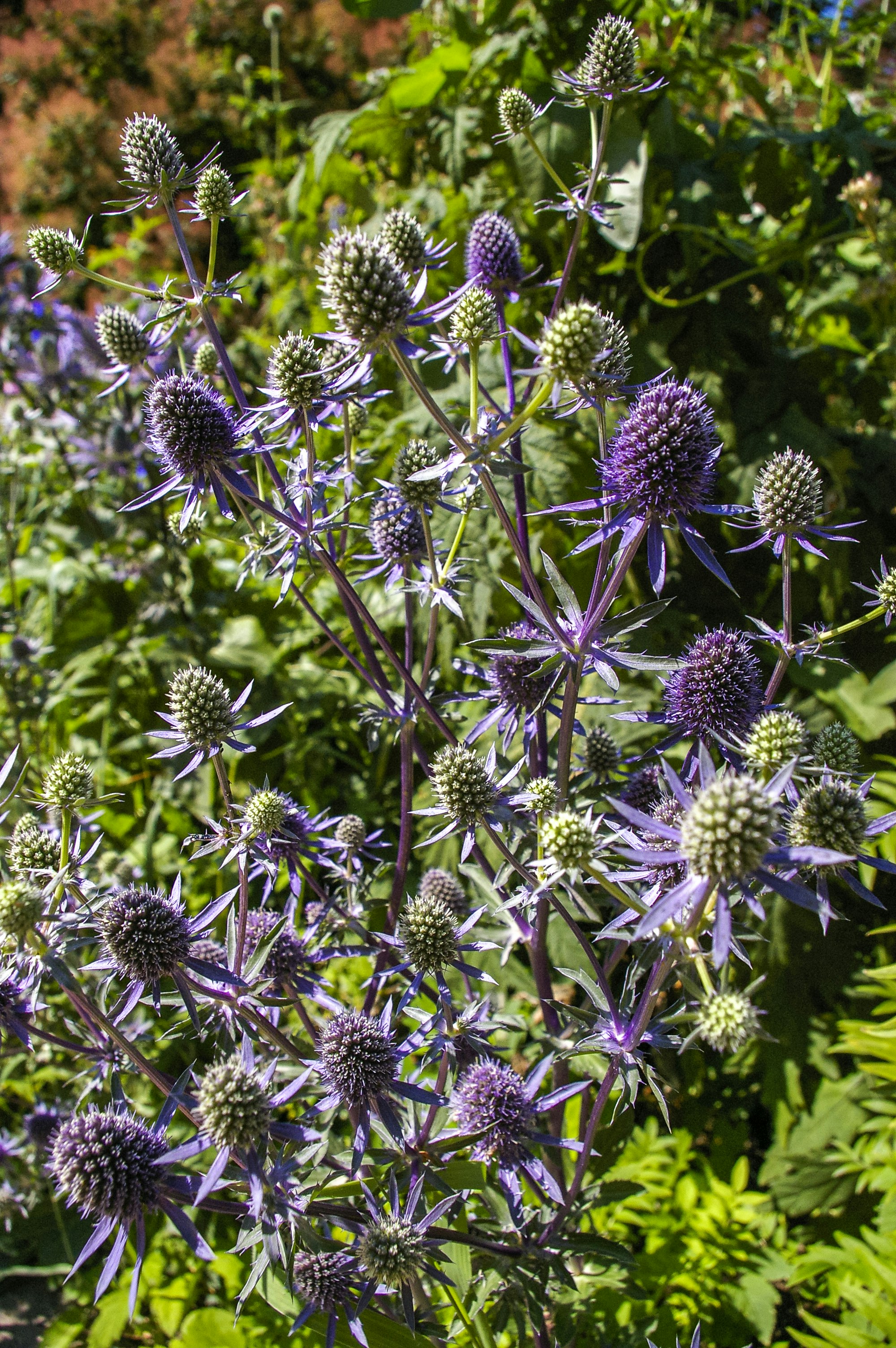 purple and green flower in close up photography